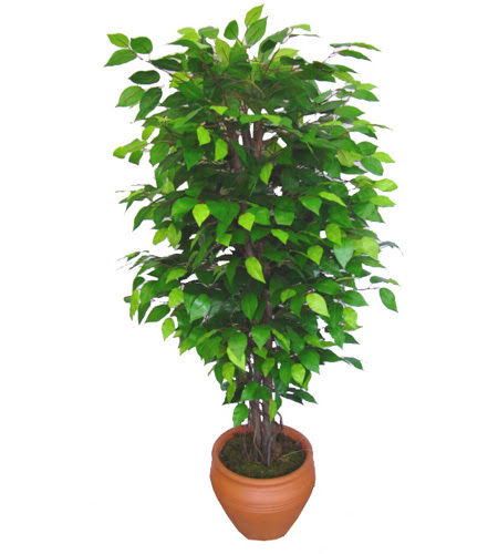 Ficus Benjamin 1,50 cm   Eskiehir anneler gn iek yolla 