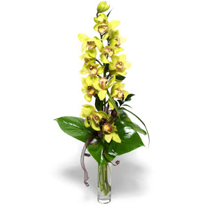  Eskiehir nternetten iek siparii  cam vazo ierisinde tek dal canli orkide