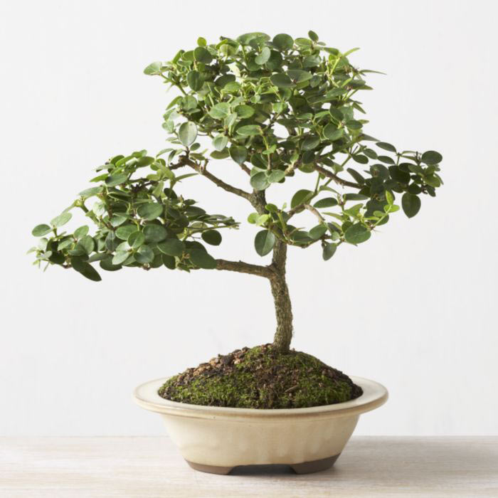 ithal bonsai saksi iegi  Eskiehir iek online iek siparii 