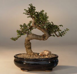 ithal bonsai saksi iegi  Eskiehir 14 ubat sevgililer gn iek 