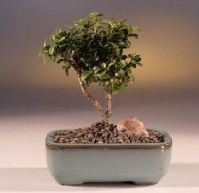  Eskiehir iek yolla  ithal bonsai saksi iegi  Eskiehir internetten iek sat 