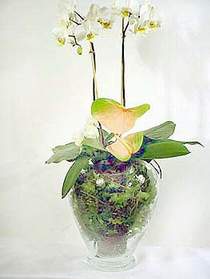  Eskiehir iek sat  Cam yada mika vazoda zel orkideler