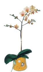  Eskiehir online iek gnderme sipari  Phalaenopsis Orkide ithal kalite