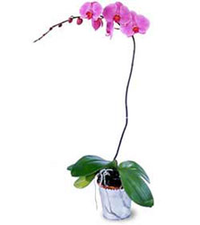 Eskiehir cicekciler , cicek siparisi  Orkide ithal kaliteli orkide 