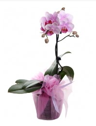 1 dal pembe orkide saksı çiçeği  Eskişehir kaliteli taze ve ucuz çiçekler 