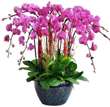 9 dallı mor orkide  Eskişehir 14 şubat sevgililer günü çiçek 