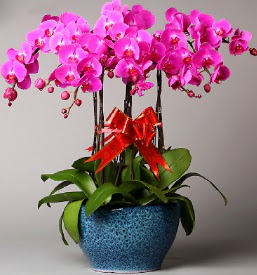 7 dall mor orkide  Eskiehir iek online iek siparii 