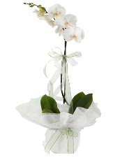 1 dal beyaz orkide iei  Eskiehir iek siparii vermek 