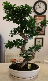 100 cm yüksekliğinde dev bonsai japon ağacı  Eskişehir İnternetten çiçek siparişi 