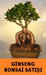 Ginseng bonsai sat japon aac  Eskiehir cicek , cicekci 