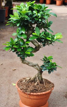 Orta boy bonsai saks bitkisi  Eskiehir internetten iek siparii 