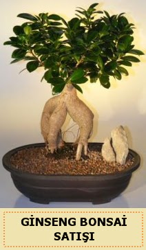 thal Ginseng bonsai sat japon aac  Eskiehir iek siparii sitesi 