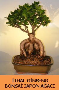 thal japon aac ginseng bonsai sat  Eskiehir nternetten iek siparii 
