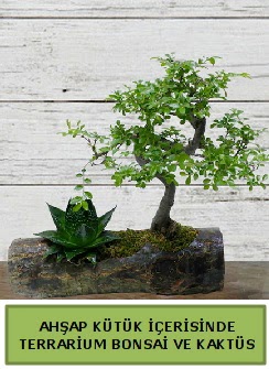 Ahap ktk bonsai kakts teraryum  Eskiehir internetten iek siparii 