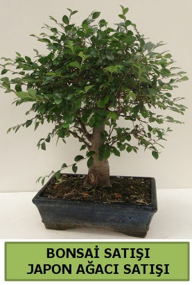 Minyatr bonsai japon aac sat  Eskiehir iek gnderme sitemiz gvenlidir 