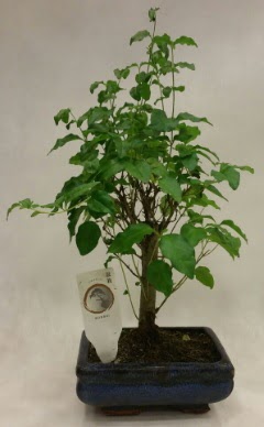 Minyatr bonsai japon aac sat  Eskiehir ieki telefonlar 