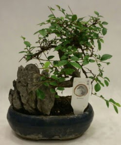 thal 1.ci kalite bonsai japon aac  Eskiehir iek sat 