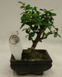Kk minyatr bonsai japon aac  Eskiehir iek gnderme 