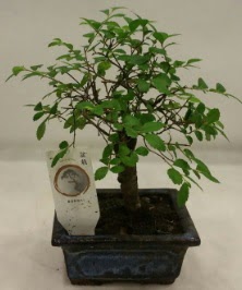 Minyatr ithal japon aac bonsai bitkisi  Eskiehir iek sat 