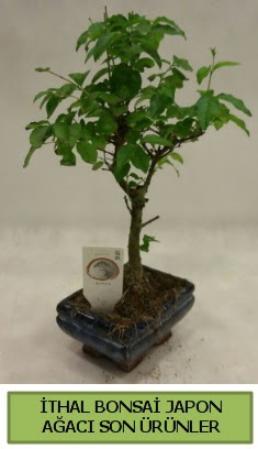 thal bonsai japon aac bitkisi  Eskiehir hediye sevgilime hediye iek 