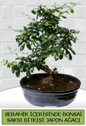 Seramik vazoda bonsai japon aac bitkisi  Eskiehir iek siparii sitesi 