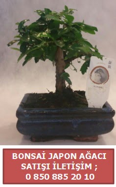 Japon aac minyar bonsai sat  Eskiehir iek sat 