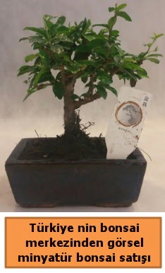 Japon aac bonsai sat ithal grsel  Eskiehir iek yolla 