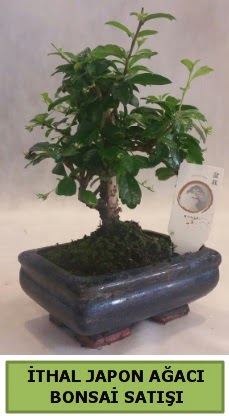 thal japon aac bonsai bitkisi sat  Eskiehir ieki telefonlar 