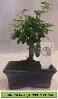 Minyatr bonsai aac sat  Eskiehir iek gnderme 