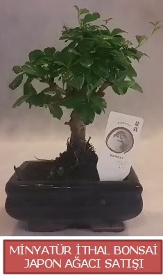 Kk grsel bonsai japon aac bitkisi  Eskiehir iek , ieki , iekilik 
