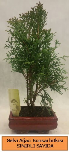 Selvi aac bonsai japon aac bitkisi  Eskiehir iek sat 