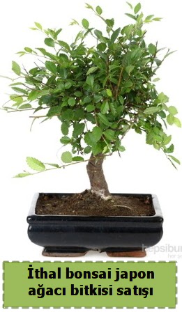 thal bonsai saks iei Japon aac sat  Eskiehir nternetten iek siparii 