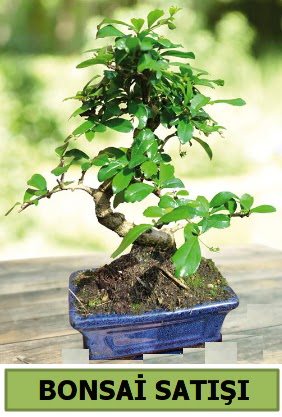 am bonsai japon aac sat  Eskiehir iek sat 