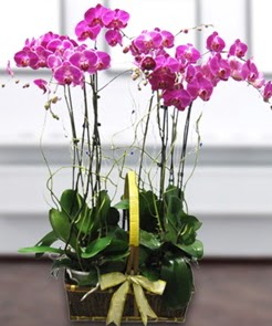 7 dall mor lila orkide  Eskiehir iek gnderme sitemiz gvenlidir 