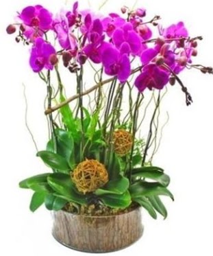 Ahap ktkte lila mor orkide 8 li  Eskiehir internetten iek sat 