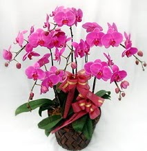 Sepet ierisinde 5 dall lila orkide  Eskiehir ucuz iek gnder 