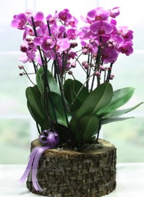Ktk ierisinde 6 dall mor orkide  Eskiehir ucuz iek gnder 