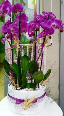 Seramik vazoda 4 dall mor lila orkide  Eskiehir online iek gnderme sipari 