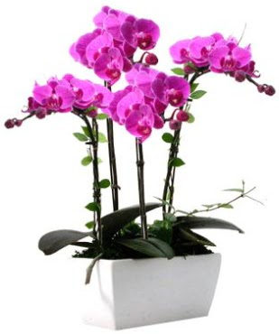 Seramik vazo ierisinde 4 dall mor orkide  Eskiehir iek sat 