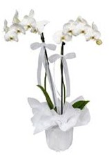 2 dall beyaz orkide  Eskiehir gvenli kaliteli hzl iek 