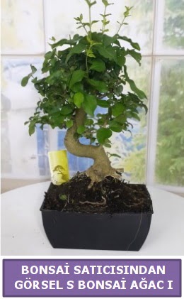 S dal erilii bonsai japon aac  Eskiehir iek sat 