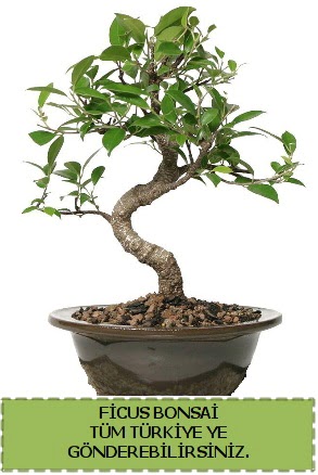 Ficus bonsai  Eskiehir iek gnderme sitemiz gvenlidir 