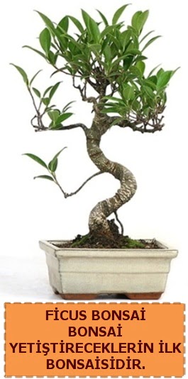 Ficus bonsai 15 ile 25 cm arasndadr  Eskiehir iek yolla 