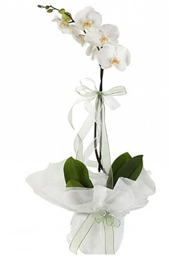 Tekli Beyaz Orkide  Eskiehir hediye iek yolla 