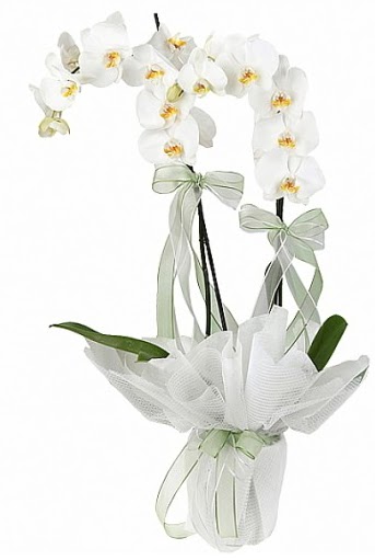 ift Dall Beyaz Orkide  Eskiehir anneler gn iek yolla 