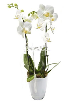 2 dall beyaz seramik beyaz orkide sakss  Eskiehir iek gnderme sitemiz gvenlidir 