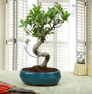 Amazing Bonsai Ficus S thal  Eskiehir internetten iek siparii 