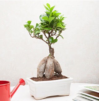Exotic Ficus Bonsai ginseng  Eskiehir iek servisi , ieki adresleri 