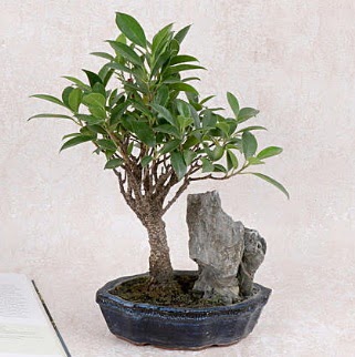 Japon aac Evergreen Ficus Bonsai  Eskiehir iek gnderme sitemiz gvenlidir 
