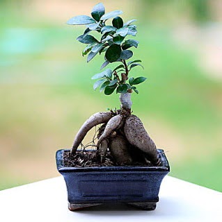 Marvellous Ficus Microcarpa ginseng bonsai  Eskiehir iek siparii vermek 